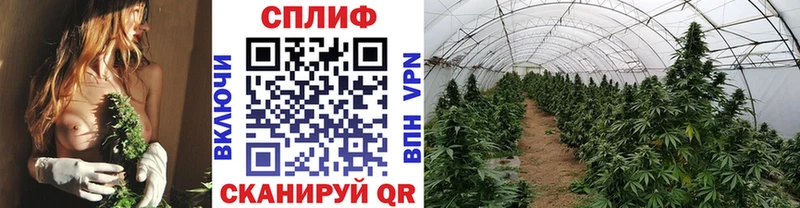 Каннабис сатива  Ивантеевка 